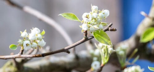 Tips voor je tuin!