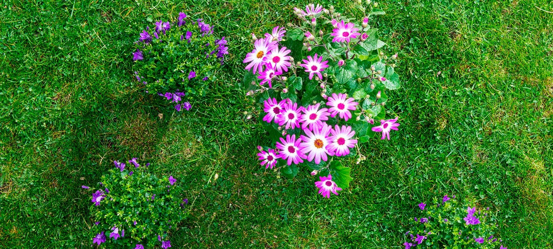 Wiese mit Blumen