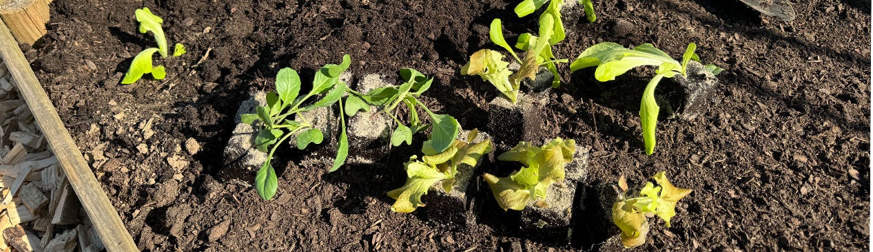 kleine Salatpflanzen in der Erde