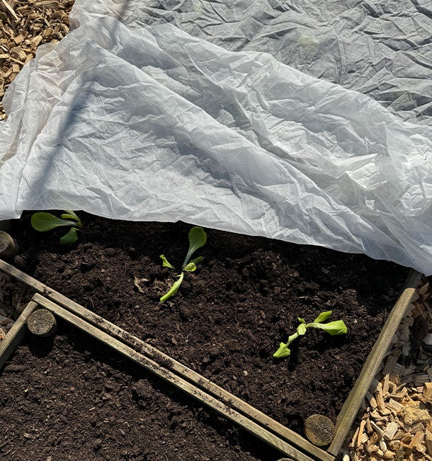 Gartenvlies als Jungpflanzenschutz