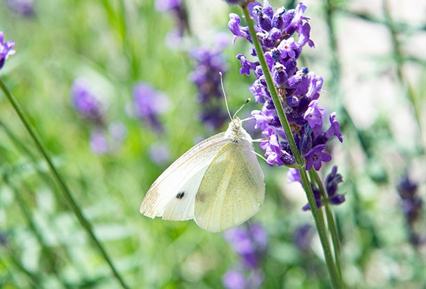 Blog: 5 Tipps zur Erhöhung der Biodiversität in deinem Garten