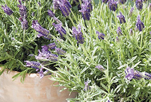 Blog: Lavendel schneiden