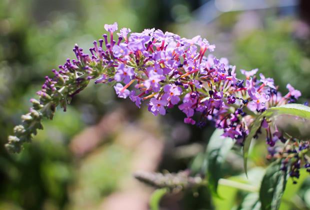 Blog: Sommerflieder schneiden