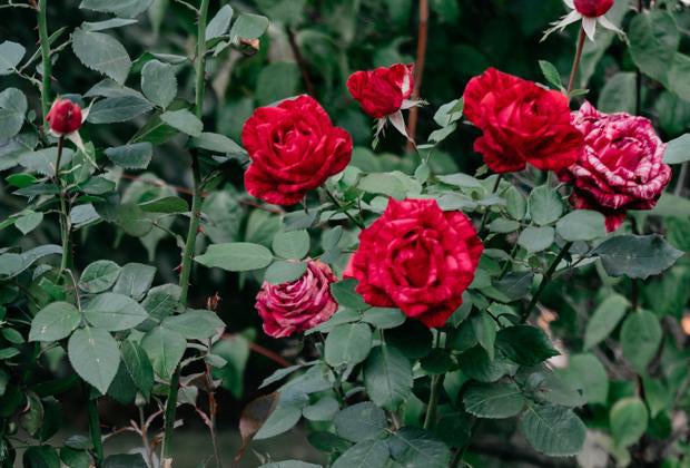 Blog: Rosen schneiden
