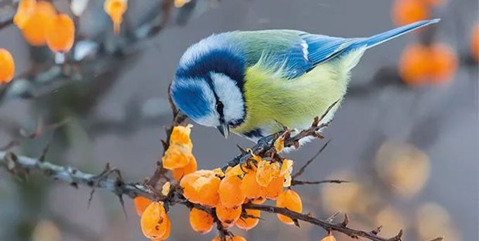 Blaumeise