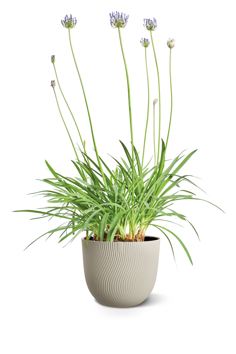 Schmucklilie (Agapanthus 'Amourette Superb') Schmucklilie (Agapanthus 'Amourette Superb')