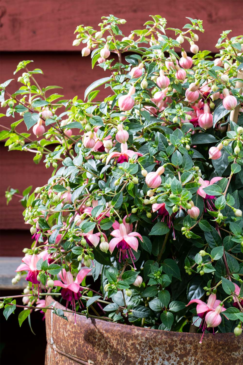 Fuchsie (Fuchsia)