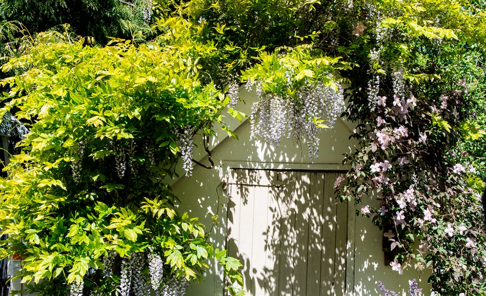 Blauregen im Garten