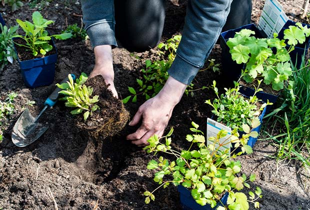 Blog: Top 10 Bodendecker gegen Unkraut