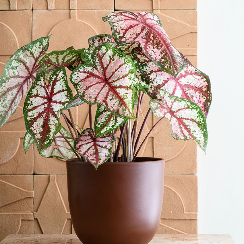 Kaladie (Caladium 'Carousel')