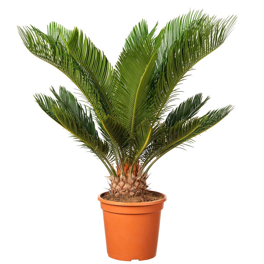 Varenpalm (Cycas revoluta)