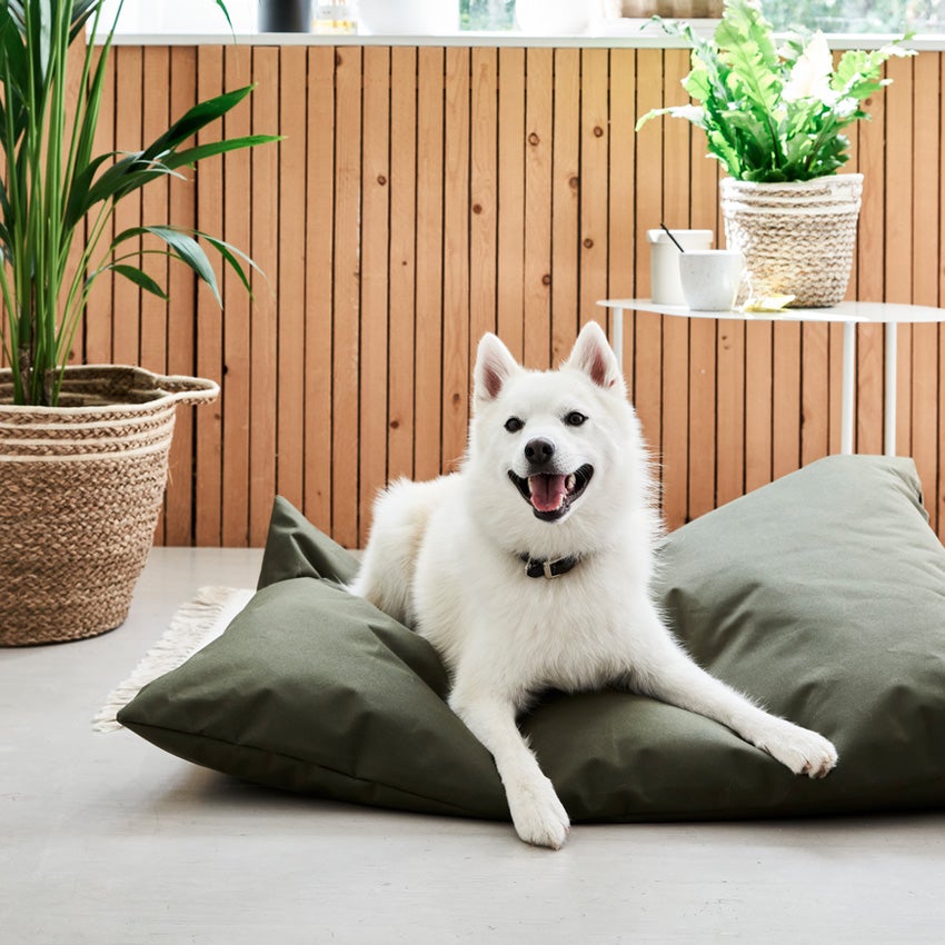 Hund auf Hundebett