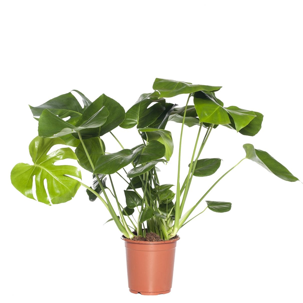 Fensterblatt (Monstera ‘Pertusum’)