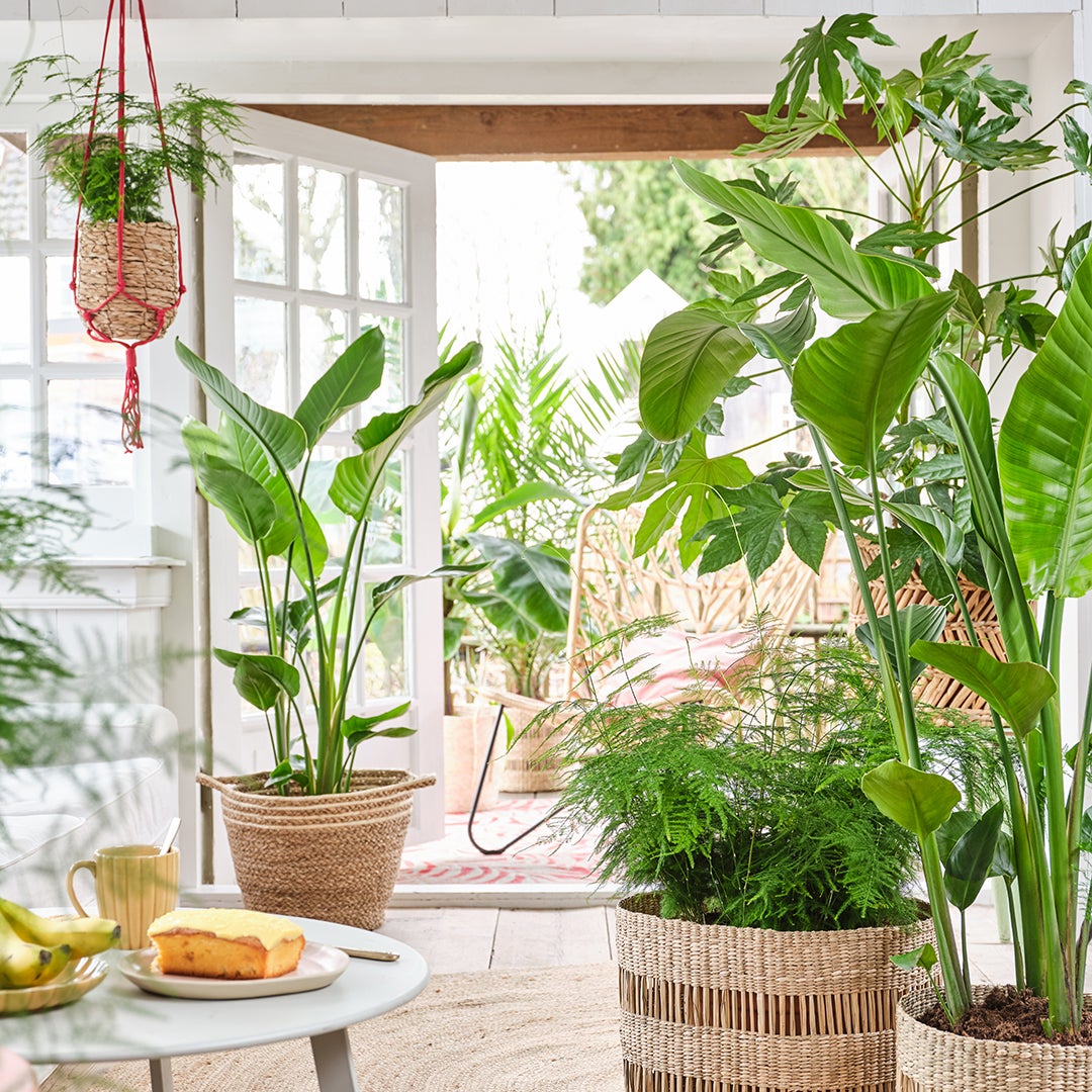 Zimmer mit Pflanzen Zimmer mit Pflanzen