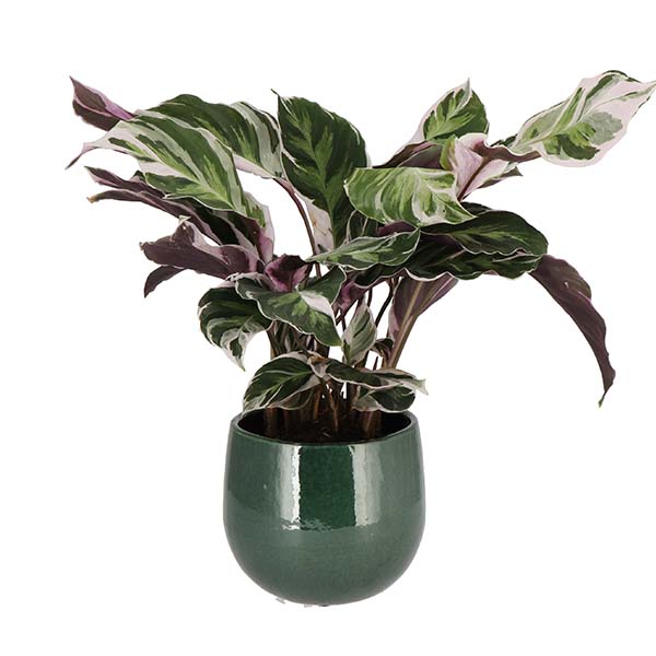 Calathea Fusion White