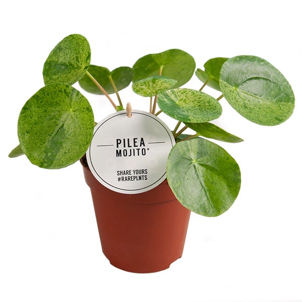 Bunte Ufopflanze (Pilea peperomioides ‘Mojito’)