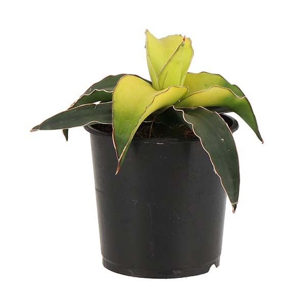 Der gelbe Kanarienvogel (Sansevieria Star Canary)